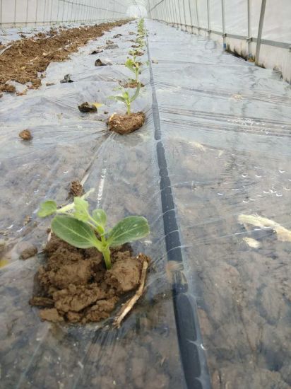 Irrigation Drip Tape