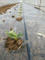 Irrigation Drip Tape